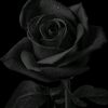 iph.andfsar