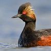 aninnocentduck
