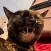 fuzzy_mitten
