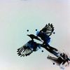 jess.magpie