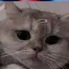 thiag0_ff