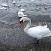 ilinaalla_888