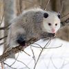 timidopossum