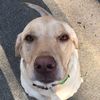thedogizz