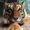 animal_vids15