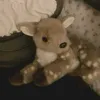 zzkitty_495