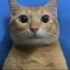 Gato mamador