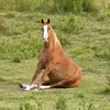 wiselyhorse_