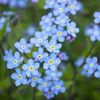 marshmarigold