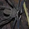epusvortex