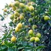 mukesh.shrivastava1
