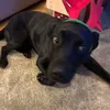 finnthedawgg