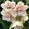 gladysavila2703