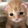 kissable_luxe