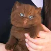 dywq2tcatd8w
