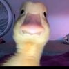 preguntaleatumama