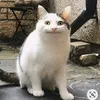 daniperfectguy