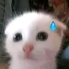 vvv33.3