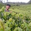 Aldiansyah
