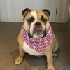 kinggeorgethebulldog2