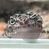 geckolav