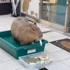 frewisko