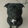 drogoblackstaffy