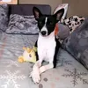 mylovelypetss