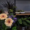 goesbylena