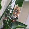 giss.la.rubia