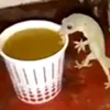 evangiglion