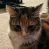 katt9494