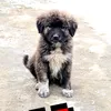 emiliano.uklala