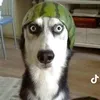 watermelondogsoldier