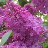 oksana_your_dream