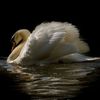 swan_.v