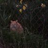 _.cipher._13