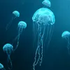 asmackofjellyfish