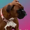 celinecabot630