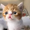 orange_zy