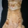 kucing_introvert7