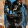 gatoblack062