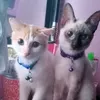 eldynurfatin