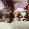 mychocolatedogs1