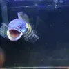 betta_rr2