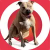 newmerlekennels