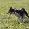 zena.basenji