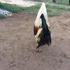 trungbentre87
