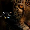 lolo_amr_2