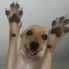 siabely
